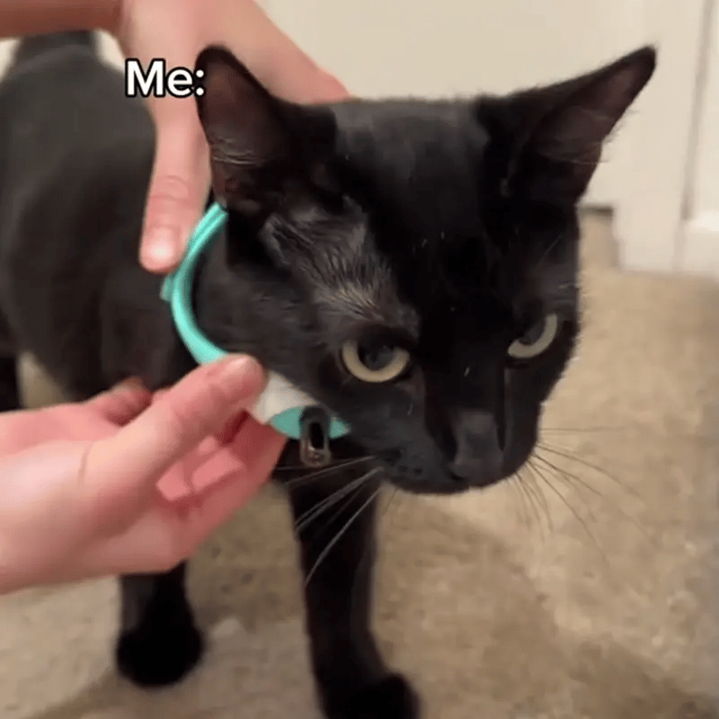 Cat Laser Collar