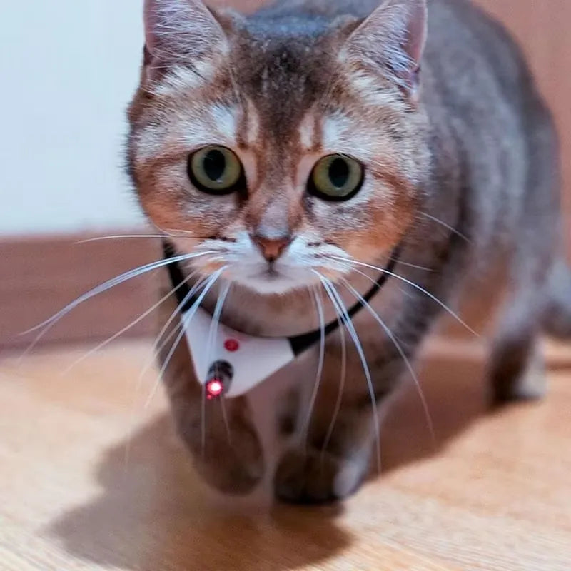 Cat Laser Collar