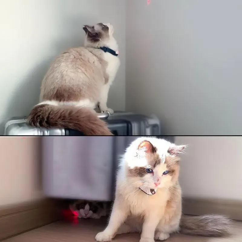 Cat Laser Collar